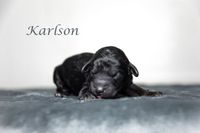 Das ist Karlson, ein Rüde. Geburtsgewicht 145g.