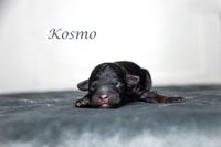 Kosmo, der etwas kleinere der beiden Rüden. Aber sehr agil.
